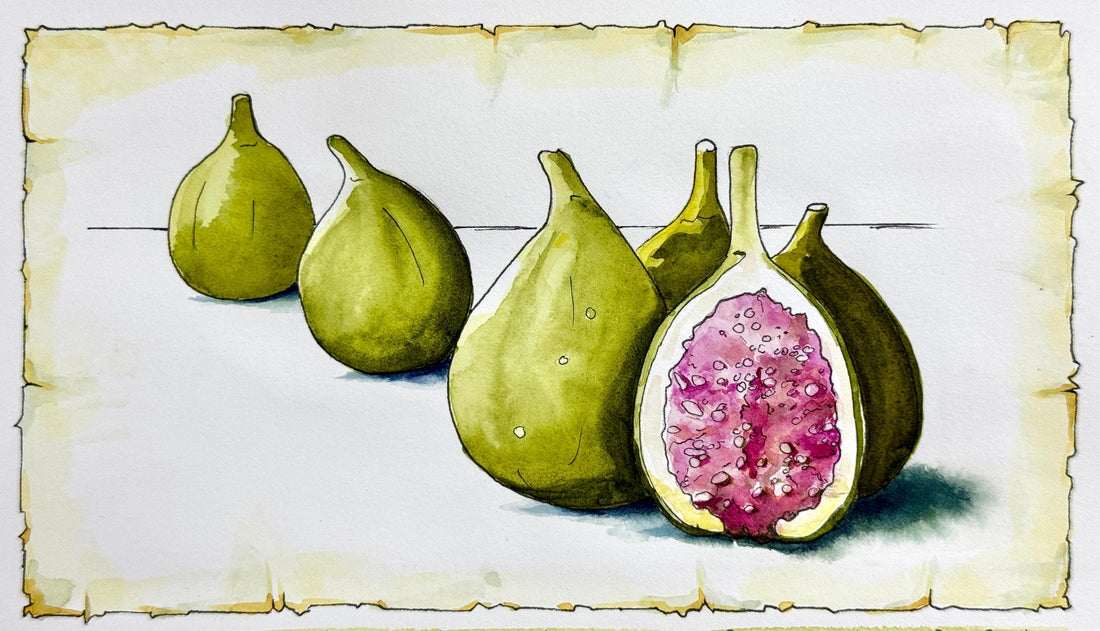 22 Nov 2025 ~ THE FIG TREE