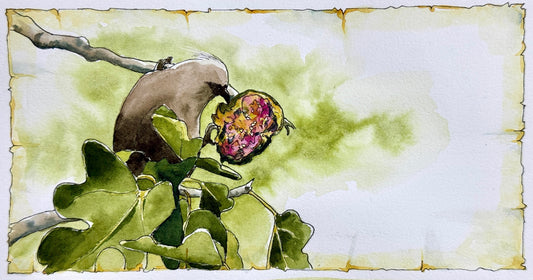 23 Nov 2025 ~ PLUNDERED FIGS