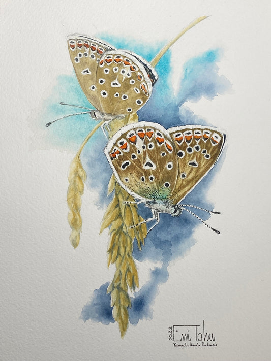 Common Blue