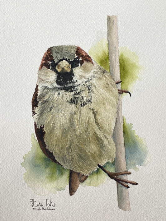Sparrow